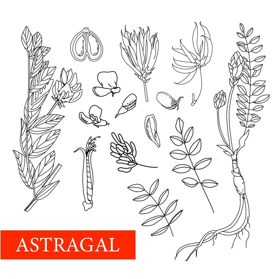 astrágalo. plantas medicinales. flores silvestres ilustración vectorial ilustración botánica vector