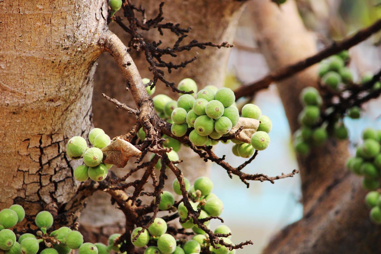 frutos de higo en racimo, vijayapura, karnataka. foto