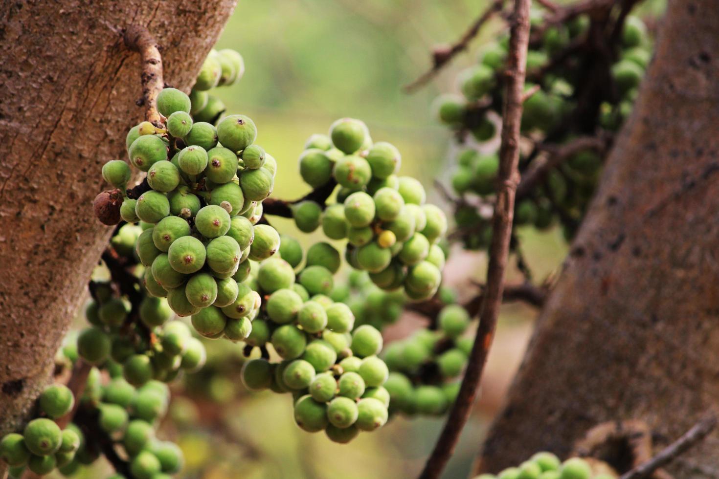 Cluster Fig Fruits, Vijayapura, Karnataka. photo