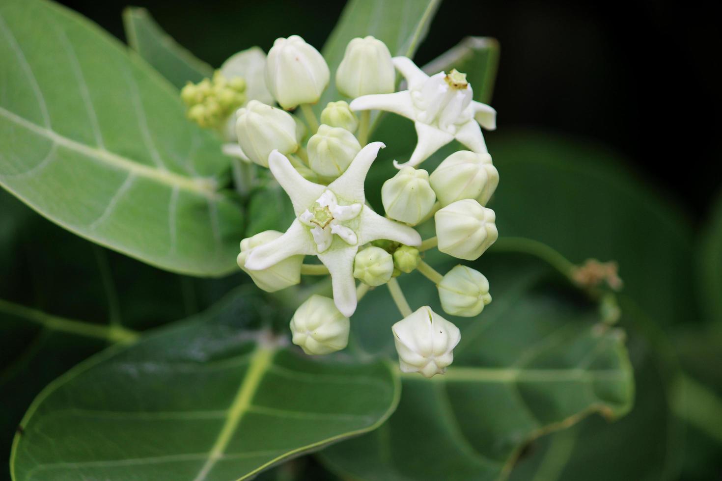 flores de calotropis gigantea. foto