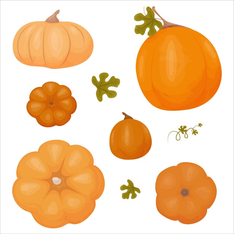 conjunto vectorial de calabazas naranjas aisladas en un fondo blanco. vector