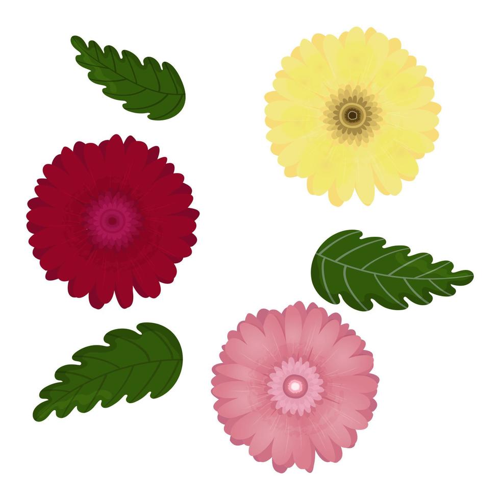 Vector set of colorful gerbera flowers.