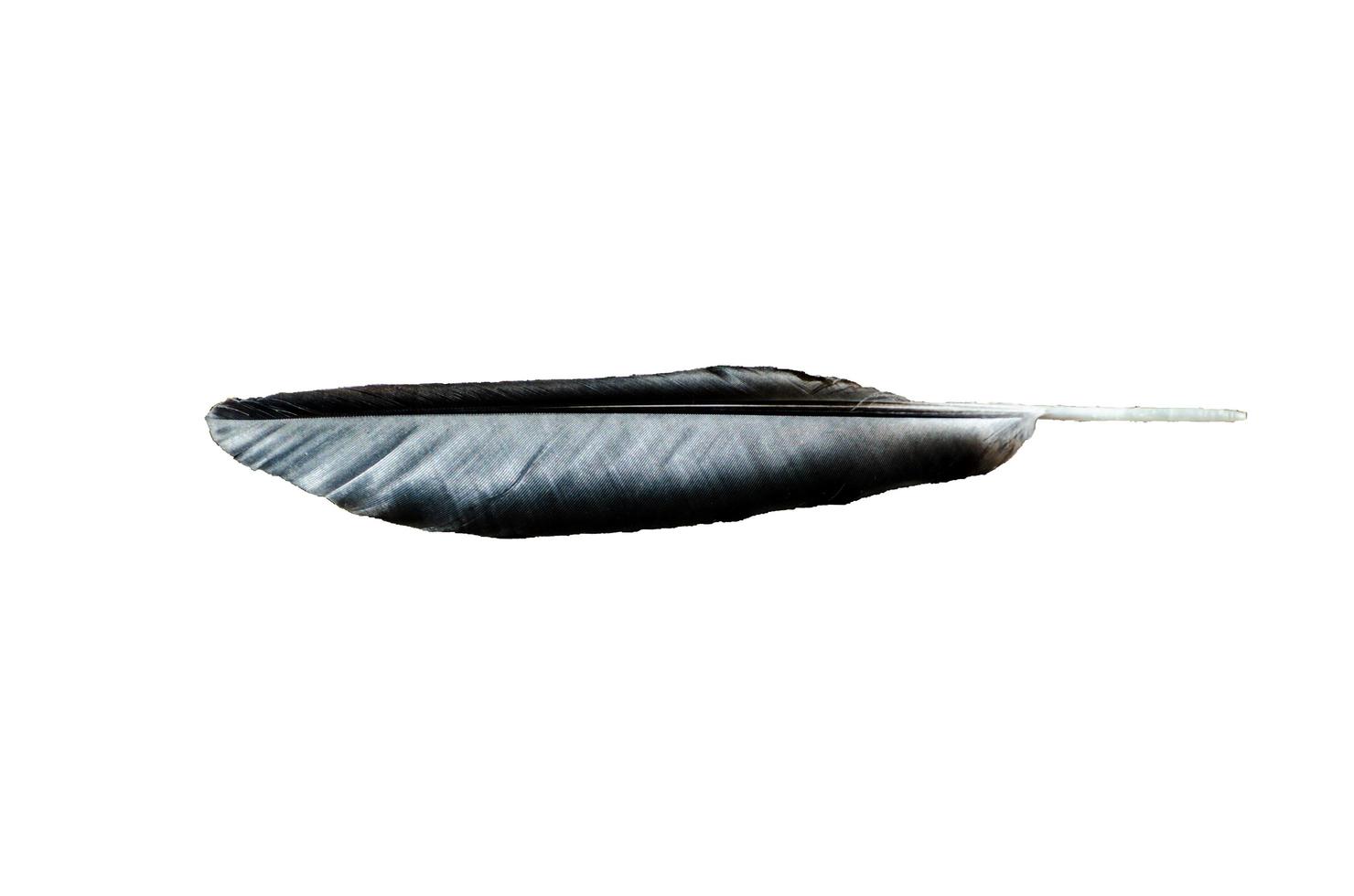 Blackbird feather isolated on white background. photo