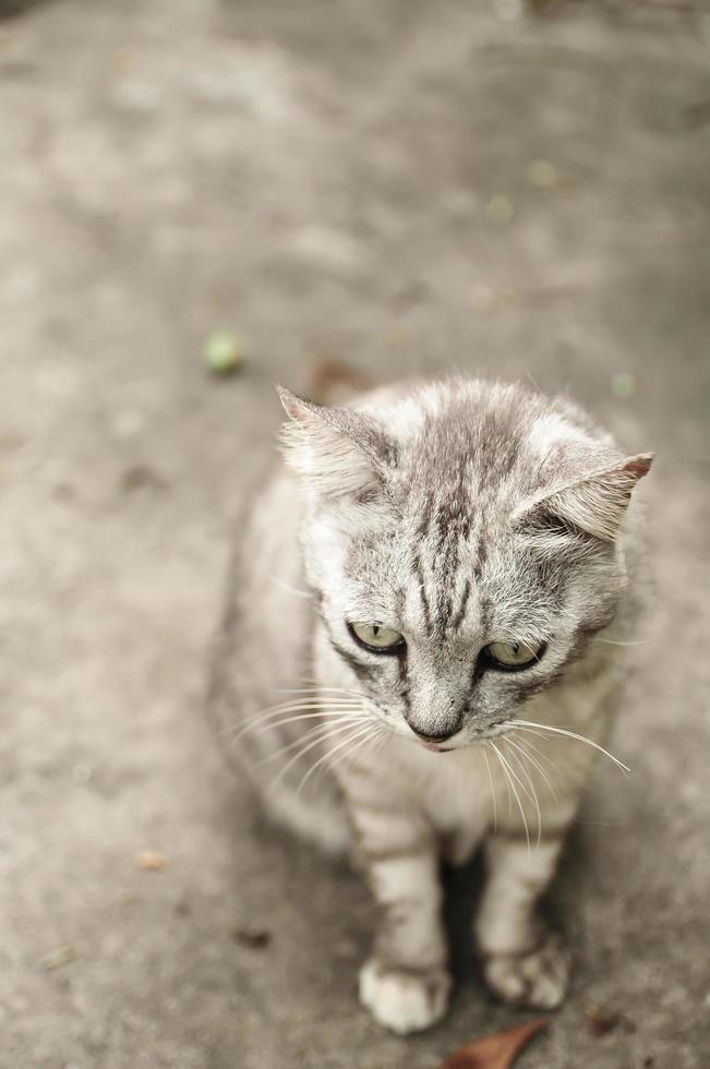 Cute Grey Tabby cat standing alone. photo