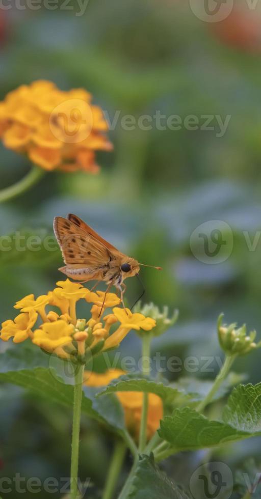 Yellow Lantana with moth on bloom photo