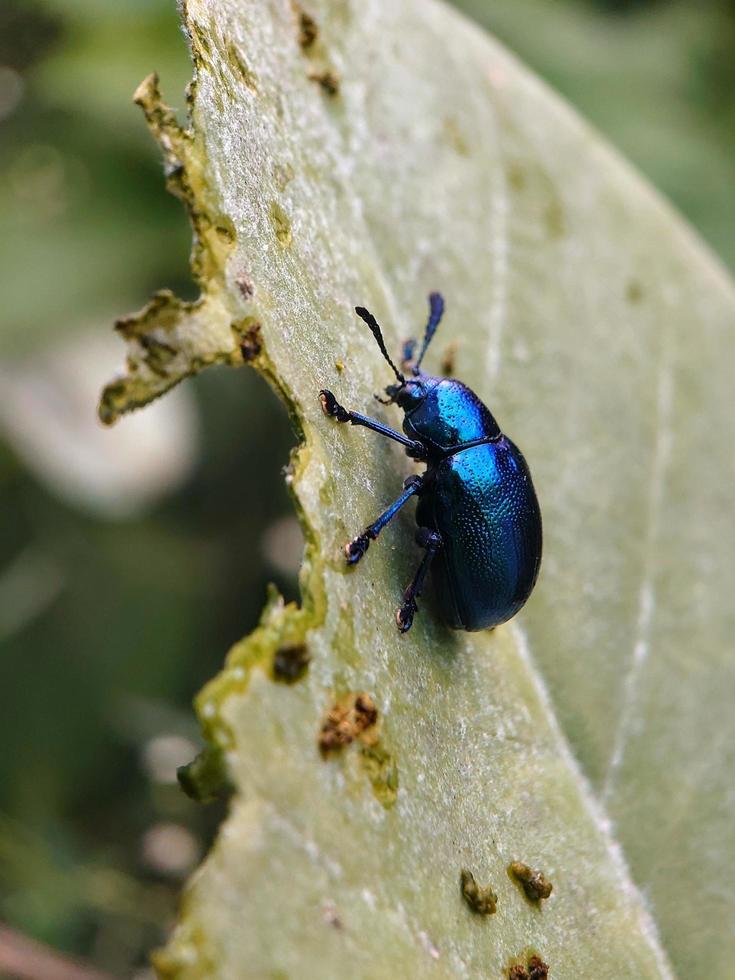 escarabajo de menta azul foto