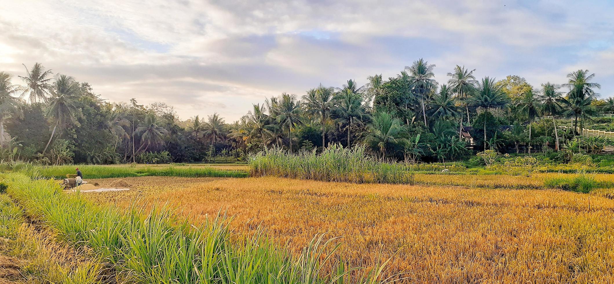 Rice in the fields ready to be harvested. In the distance there were several people who had started to harvest them. photo