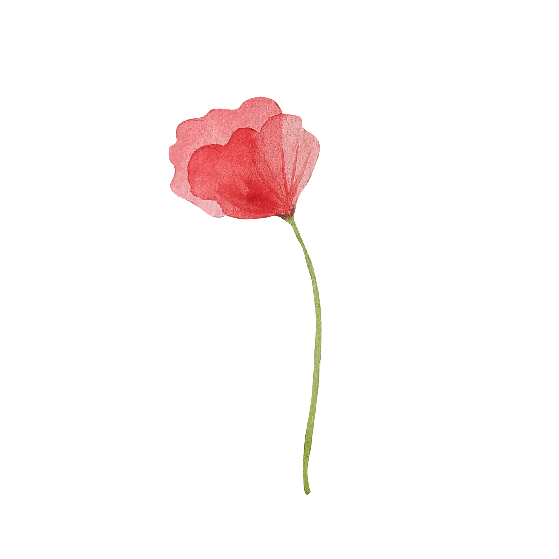 Watercolor red poppy flower 12375246 PNG