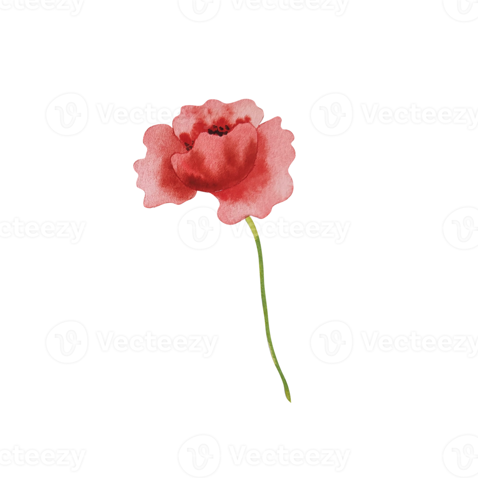 Watercolor red poppy flower png