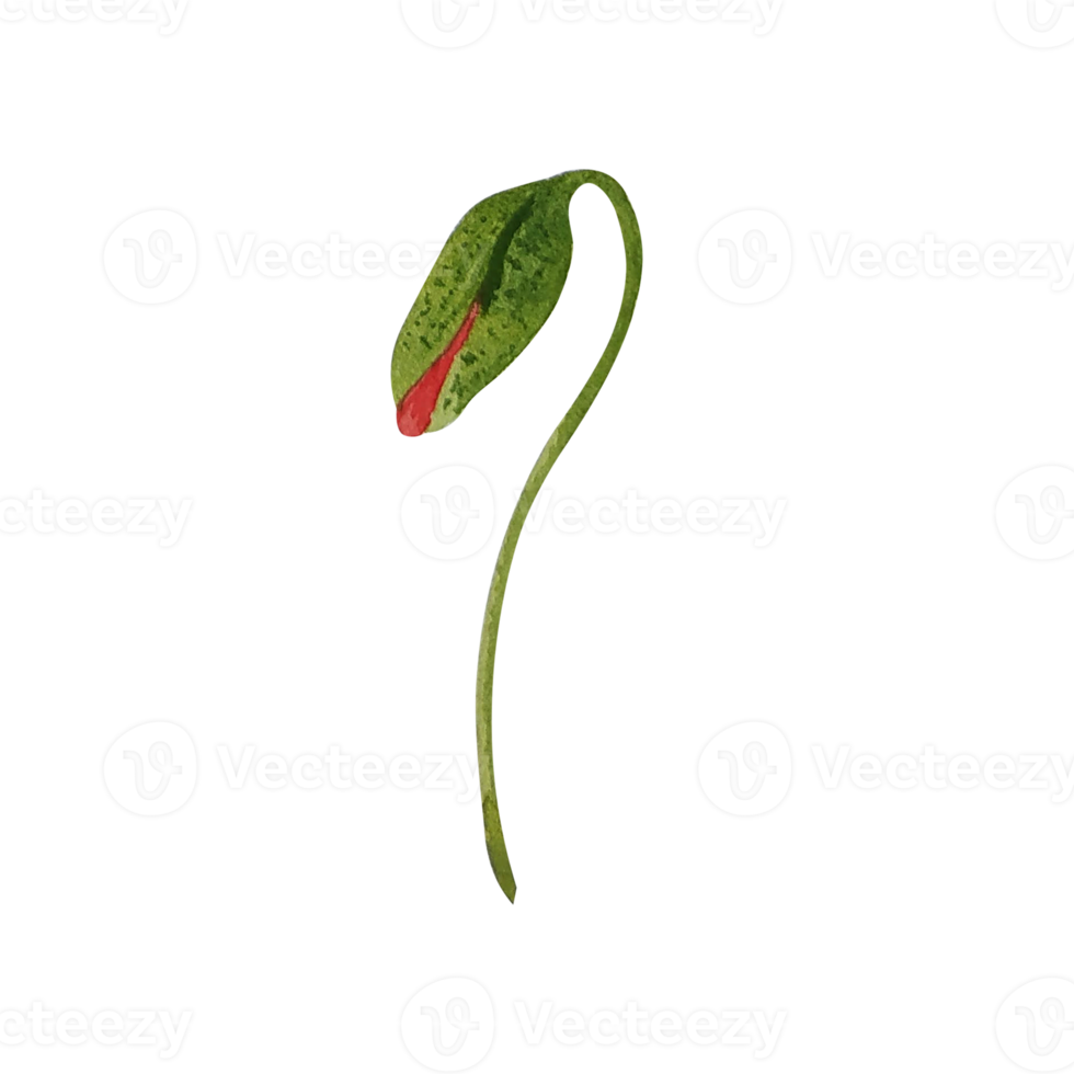 Watercolor green leaf png