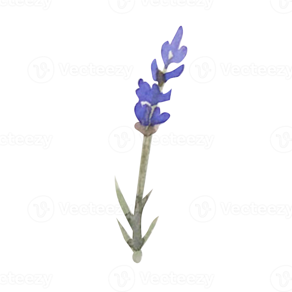 hierba acuarela de lavanda png