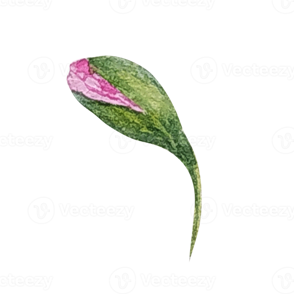 Watercolor pink geranium flower png
