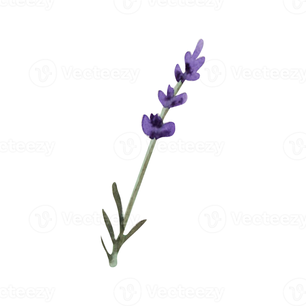 Watercolor herb of lavender png