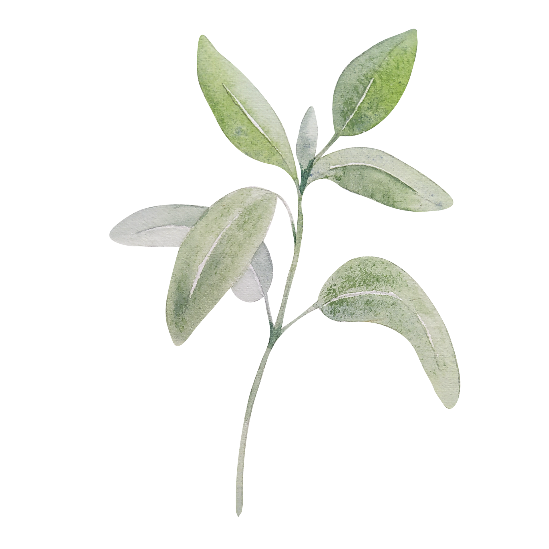 Watercolor herb of sage 12375300 PNG