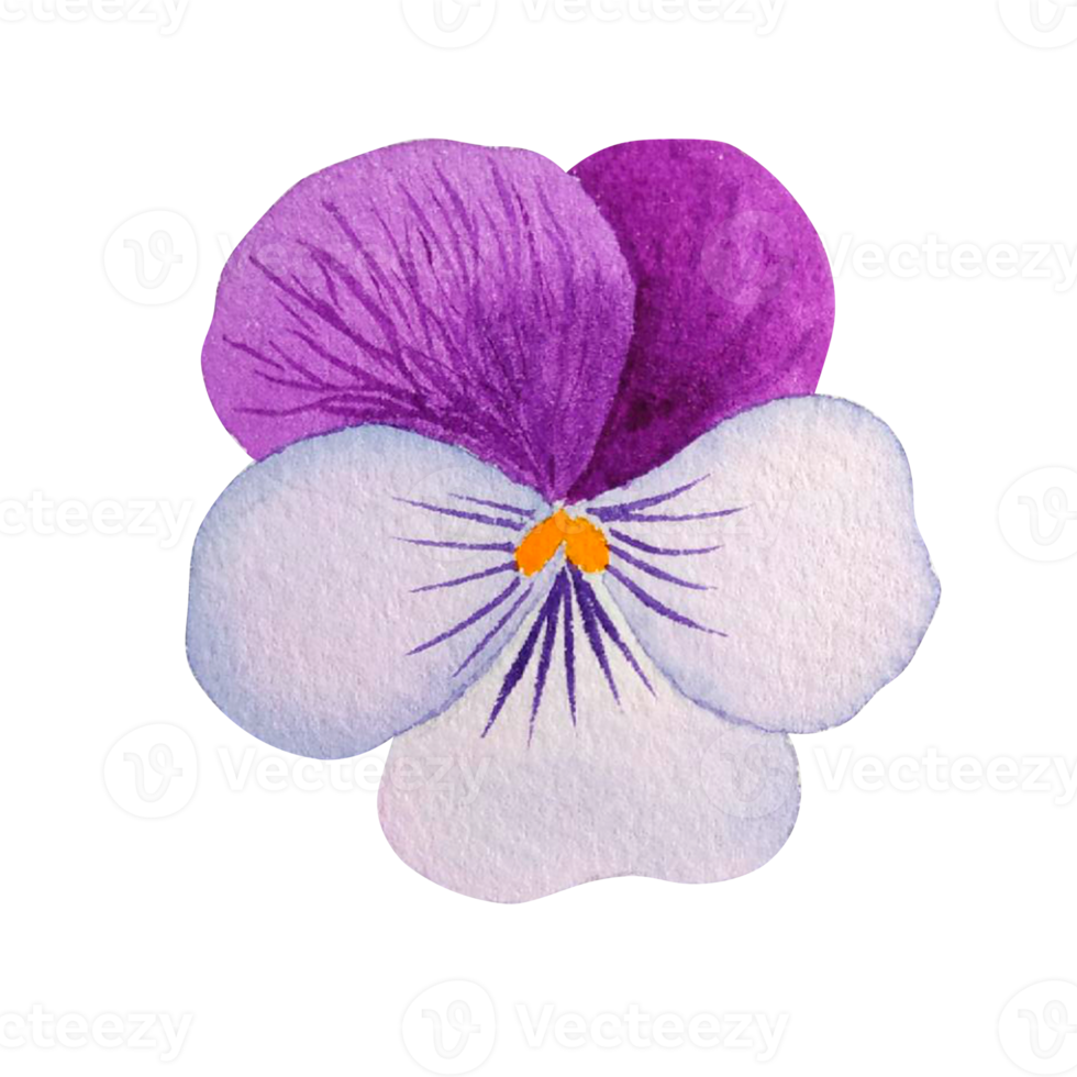 vattenfärg vår blomma png