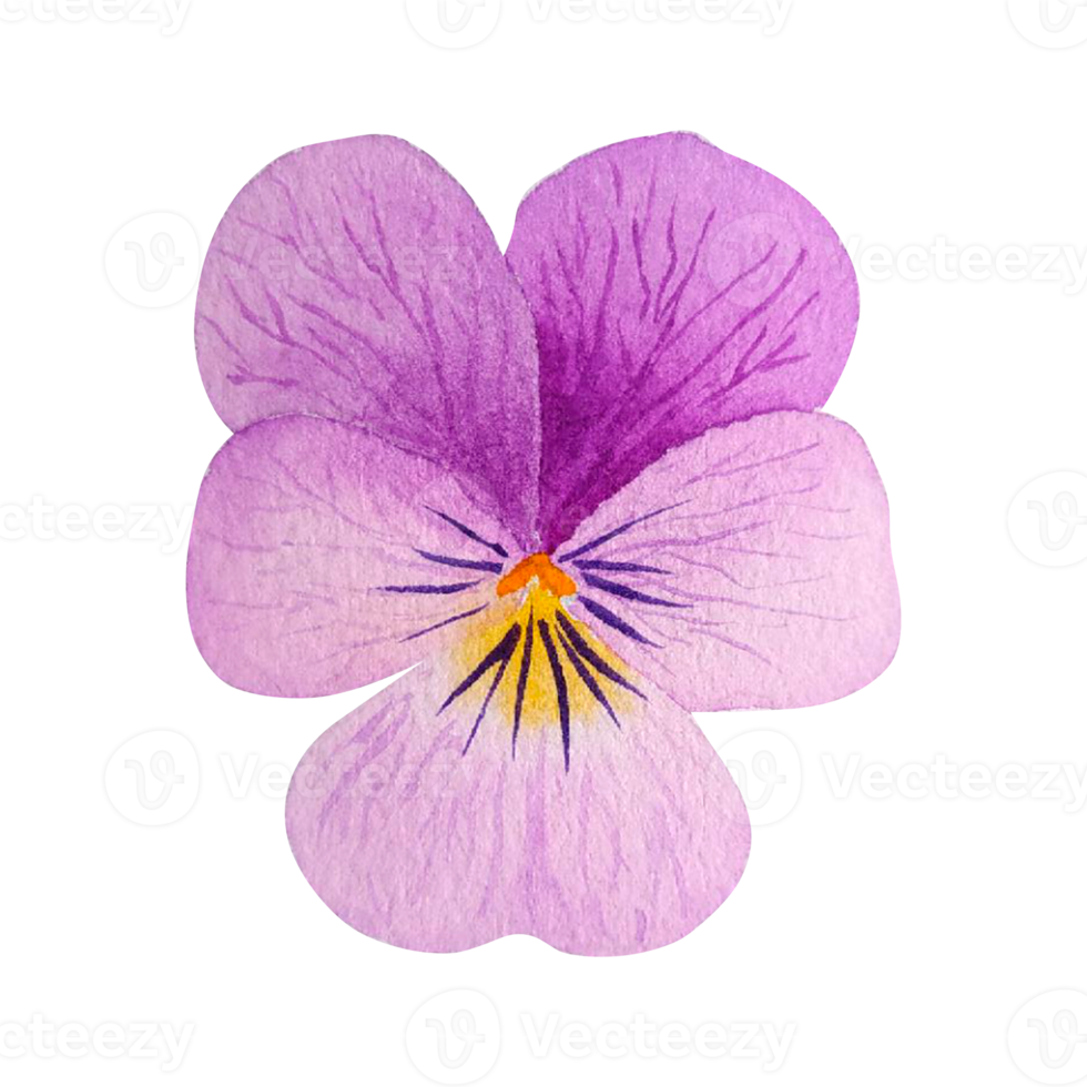 fleur de printemps aquarelle png