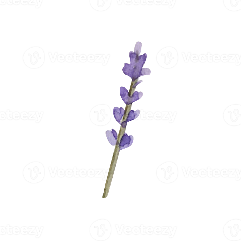 Watercolor herb of lavender png