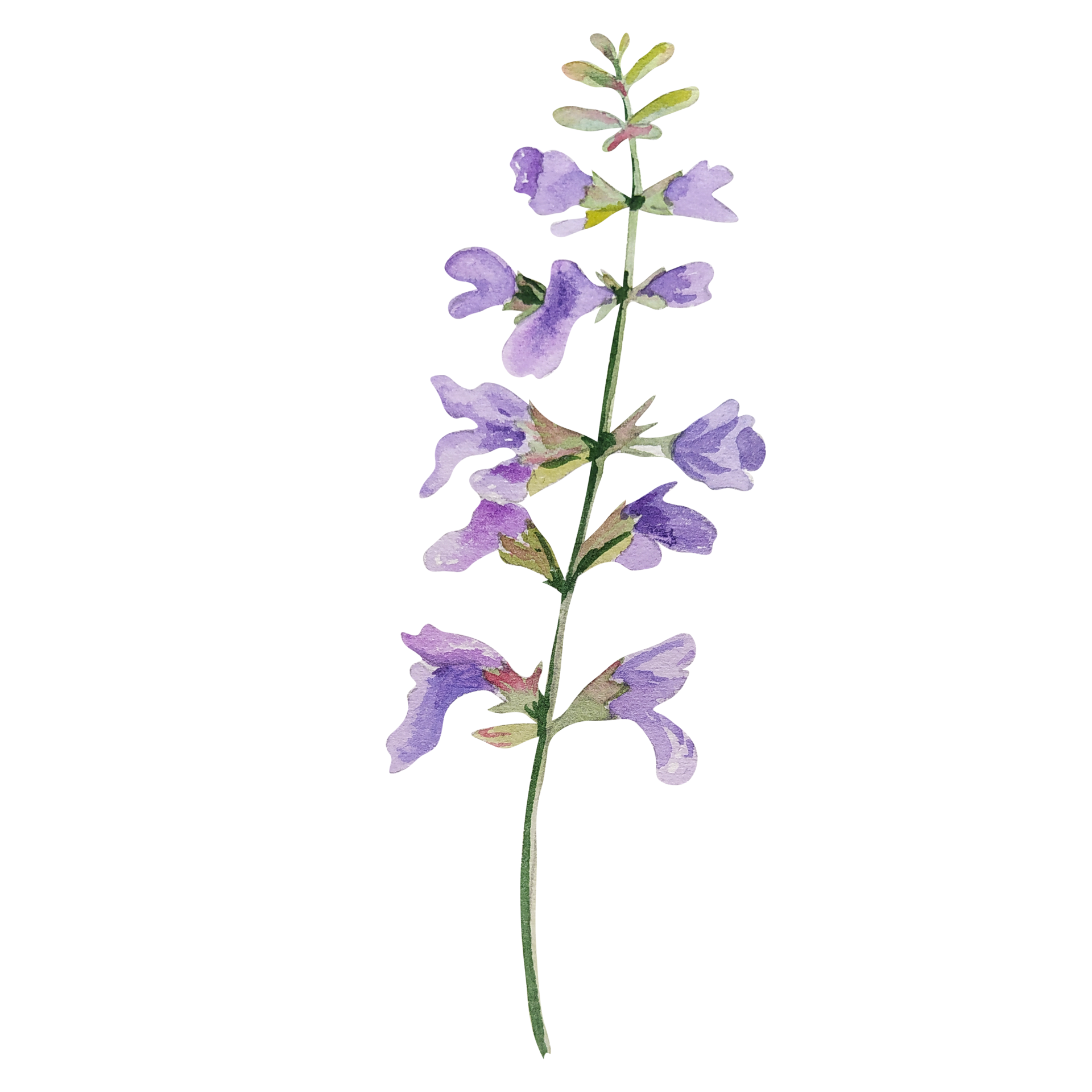 Watercolor herb of sage 12375378 PNG