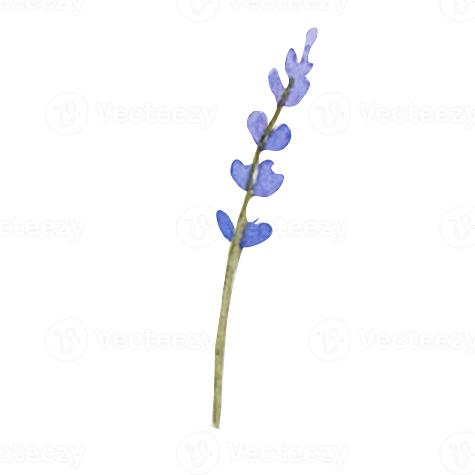 Watercolor herb of lavender png