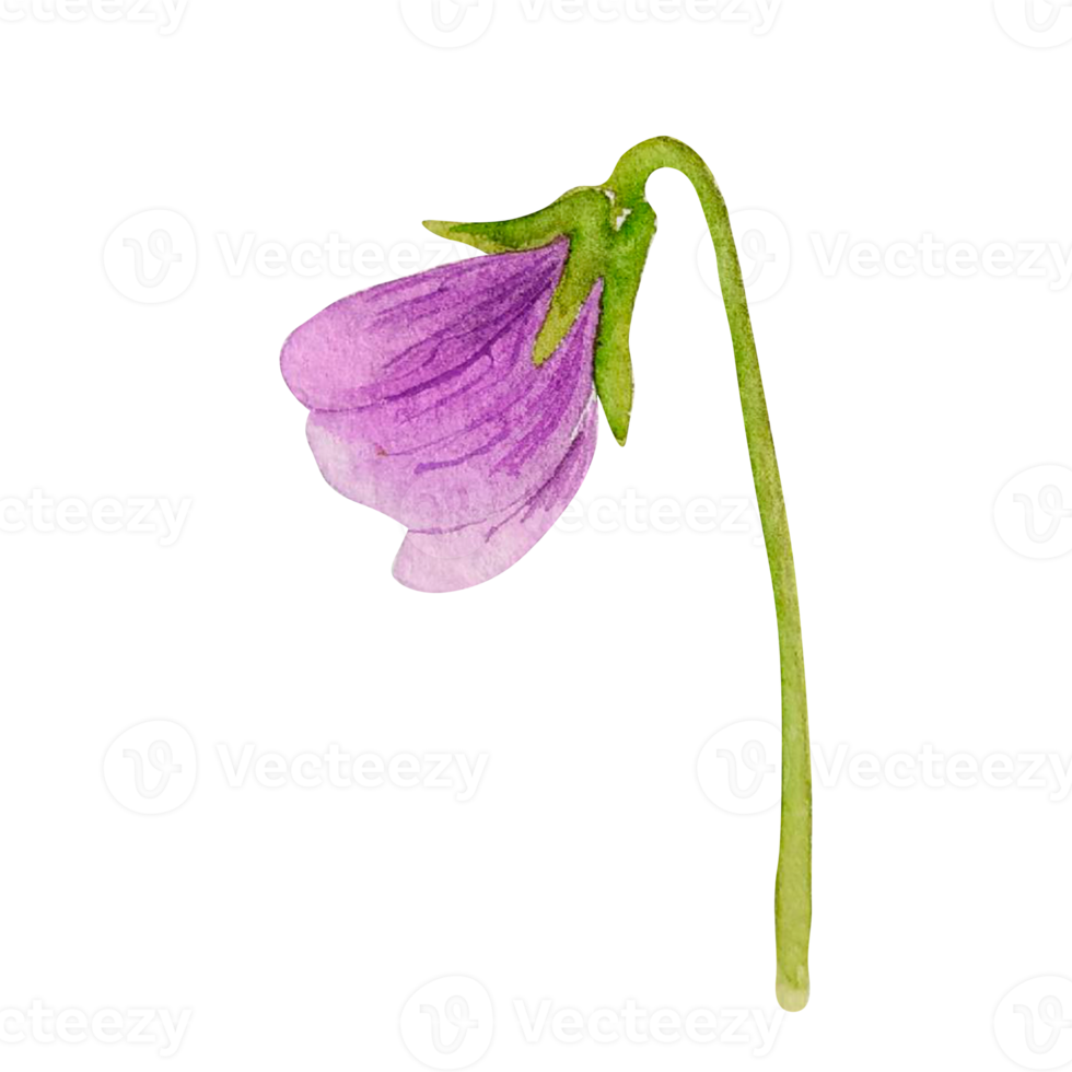 Watercolor spring flower png