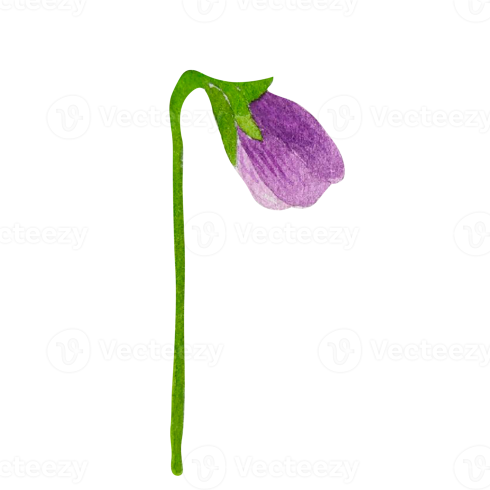 Watercolor spring flower png