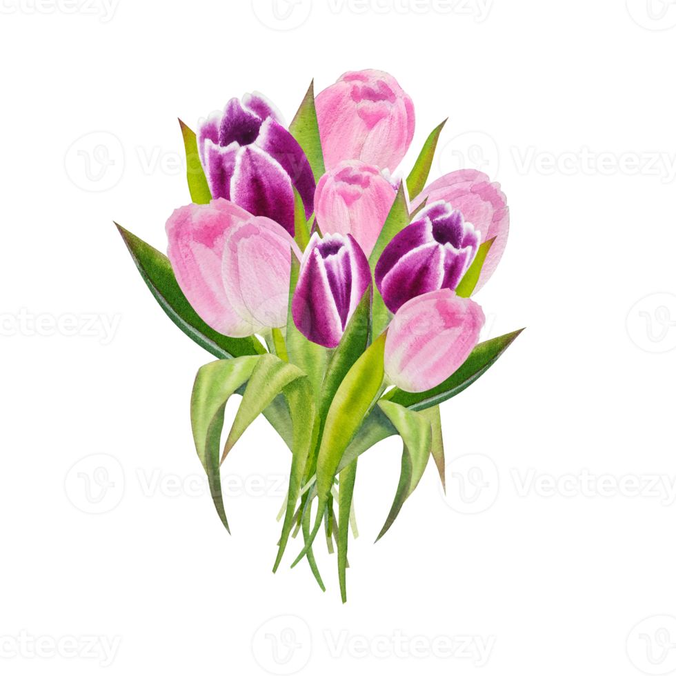 Watercolor spring pink tulips flowers png