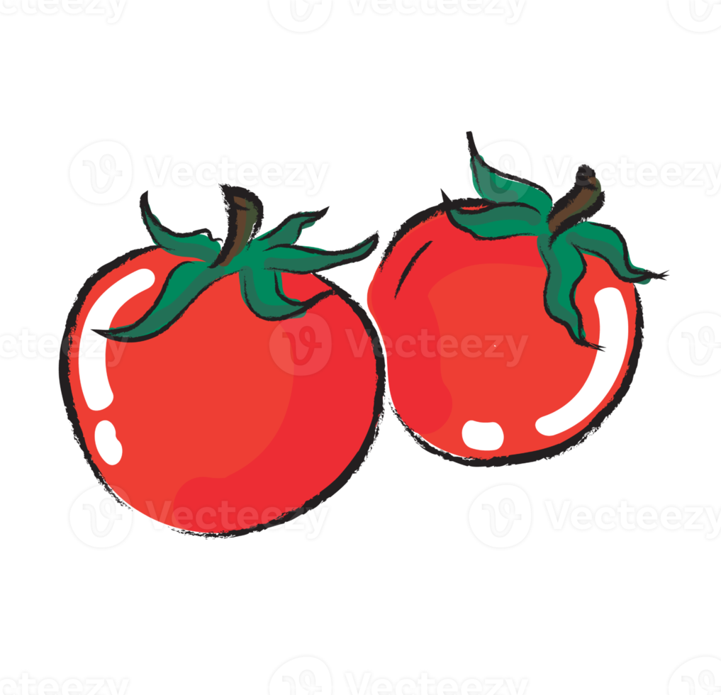 tomat hand teckning illustration png