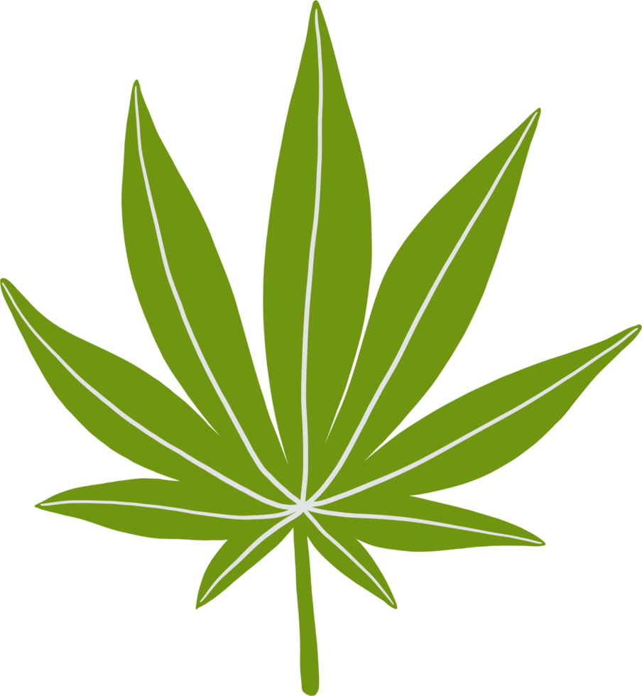 simplicidad hoja de cannabis dibujo a mano alzada diseño plano. png