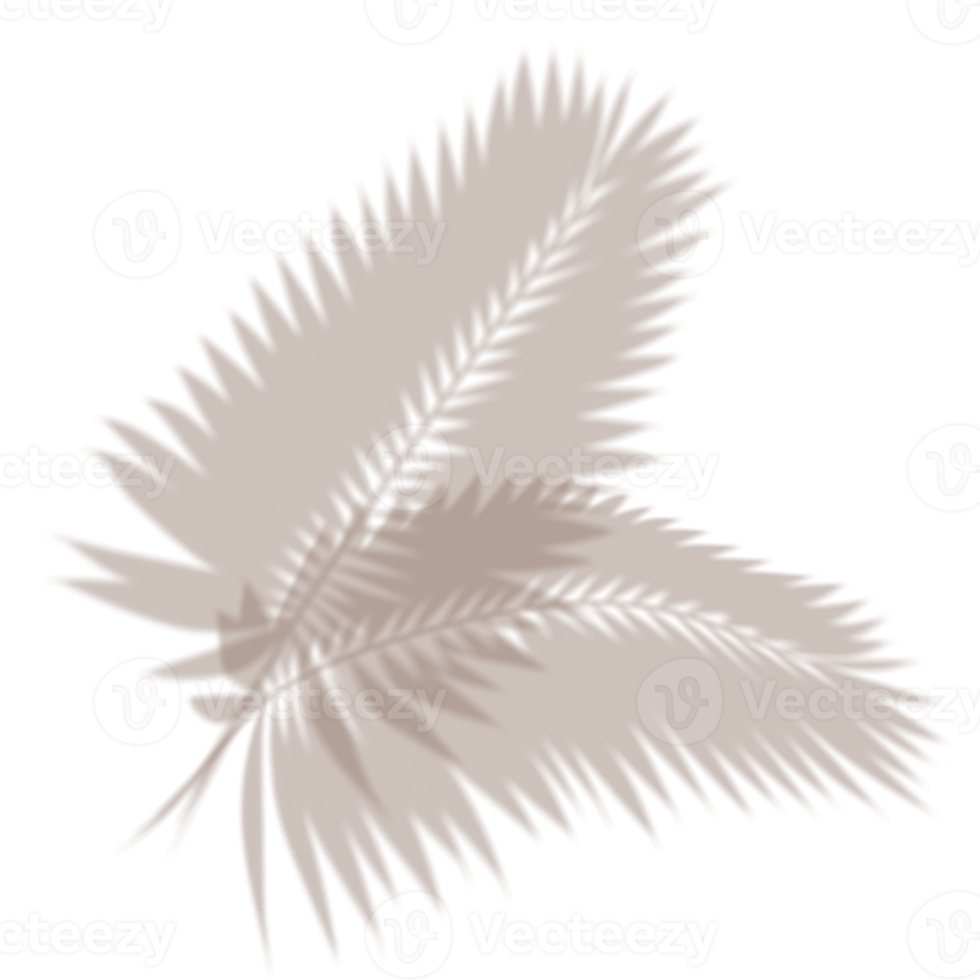 palma le foglie su trasparente sfondo png