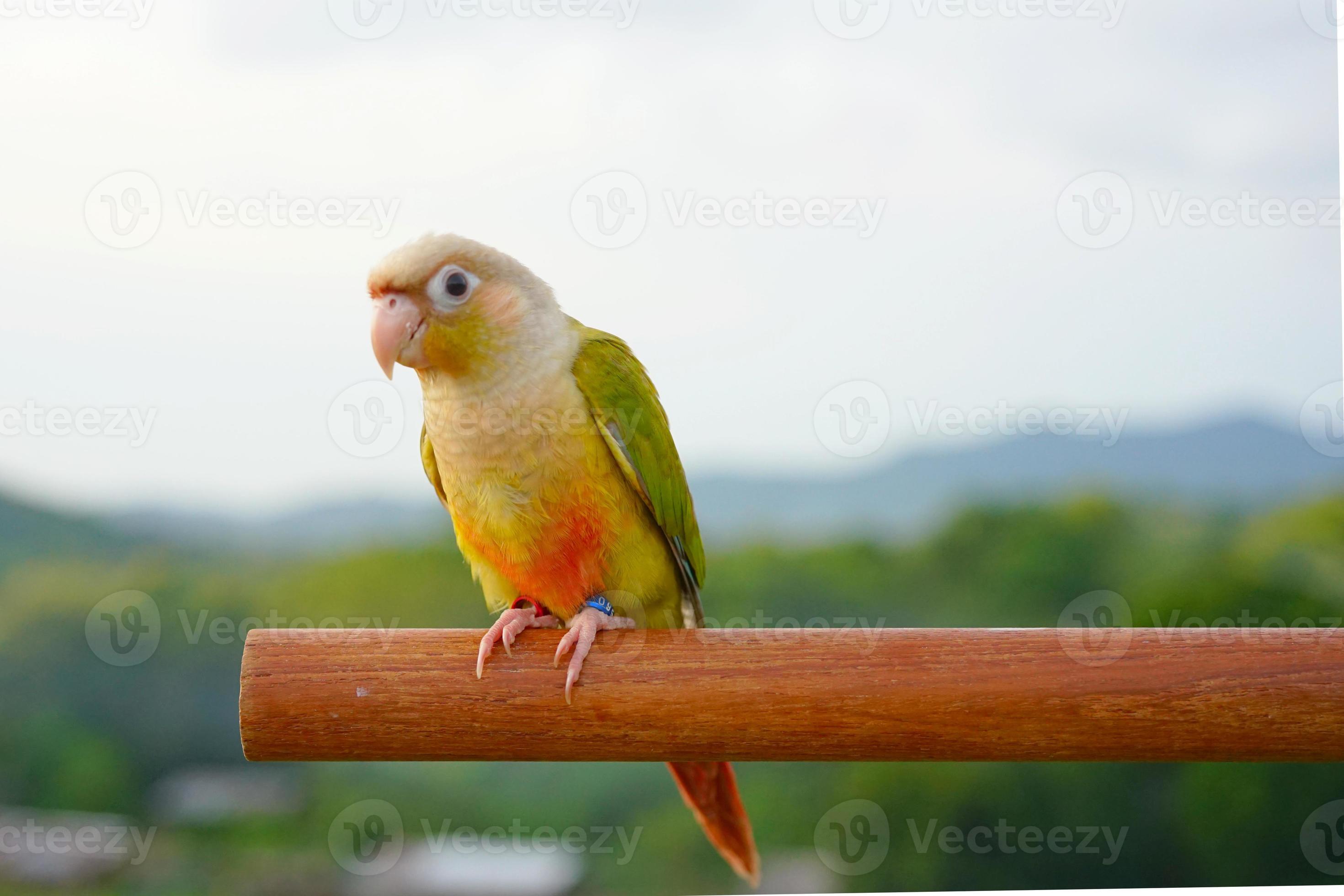 Green cheek conure Cinnamon color on the sky and mountain background ...