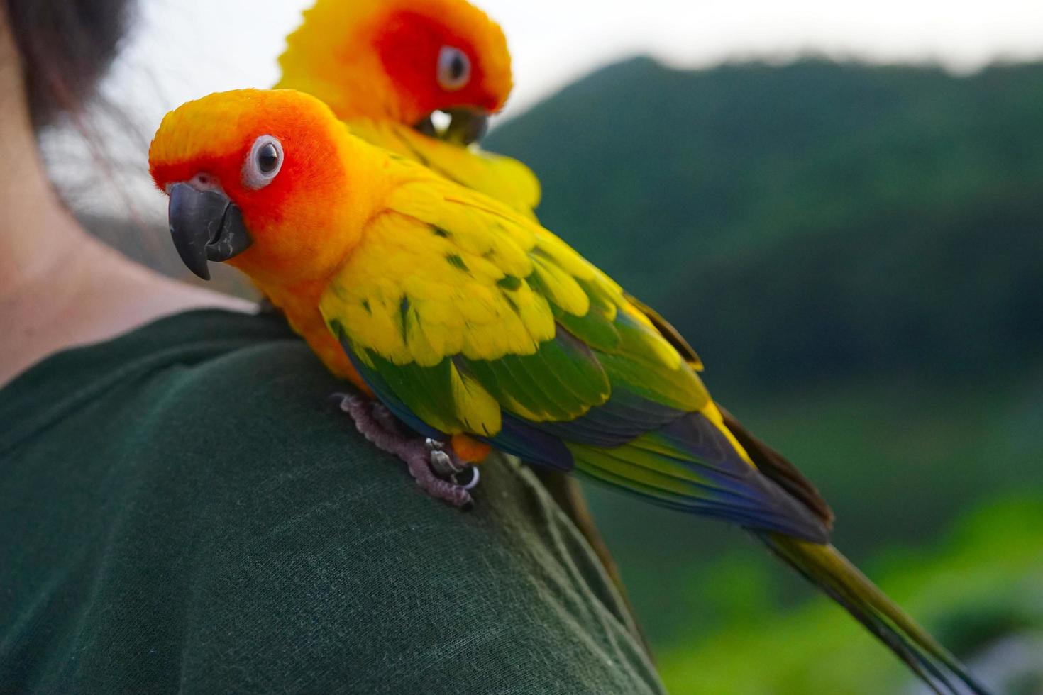 Beautiful sun parakeet conure parrot Aratinga solstitialis exotic pet adorable, native to amazon standing at the human shoulder on blur mountain background. photo