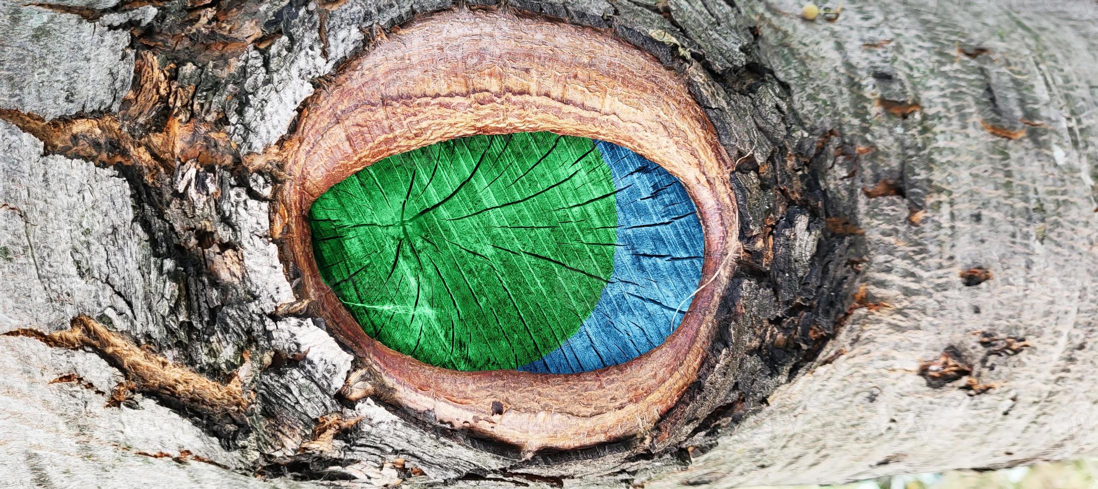 A cut of a tree branch, similar to an eye. Old wooden surface, texture for the background. Bark texture, tree trunk in the forest photo