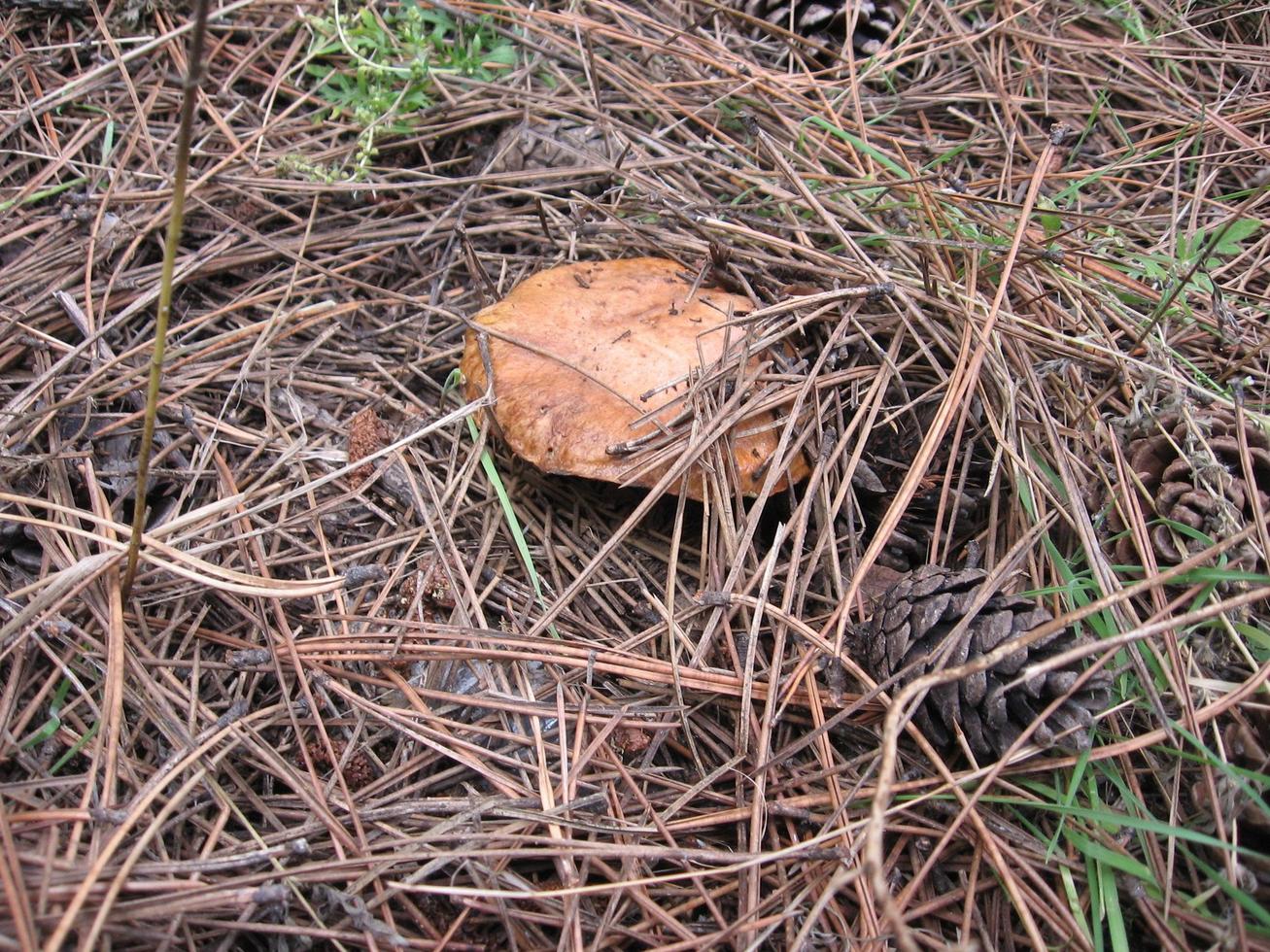 Mushroom between dry pine needles. A growing edible mushroom in the pine forests of Ukraine. photo