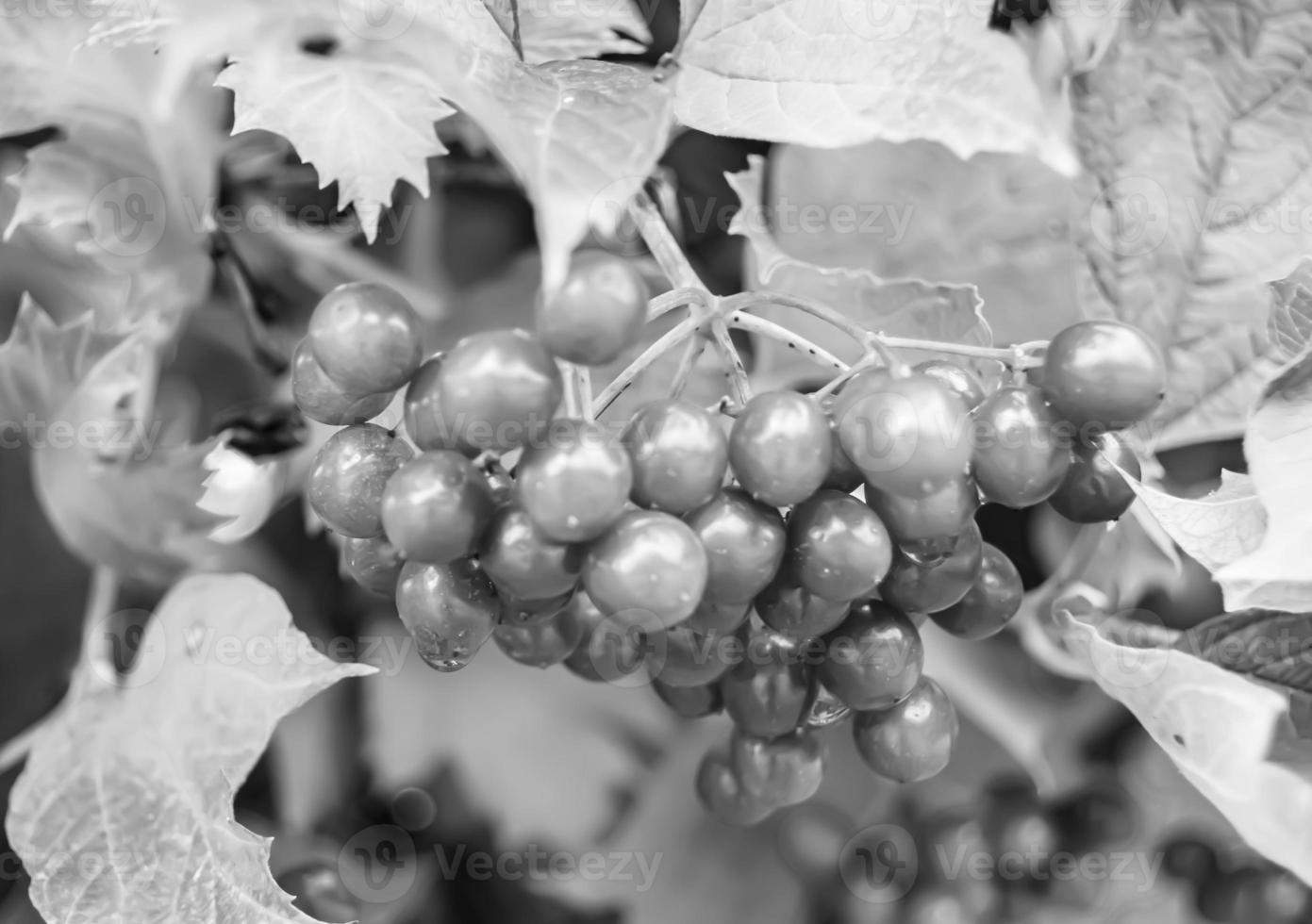 Photography on theme beautiful sour berry viburnum photo