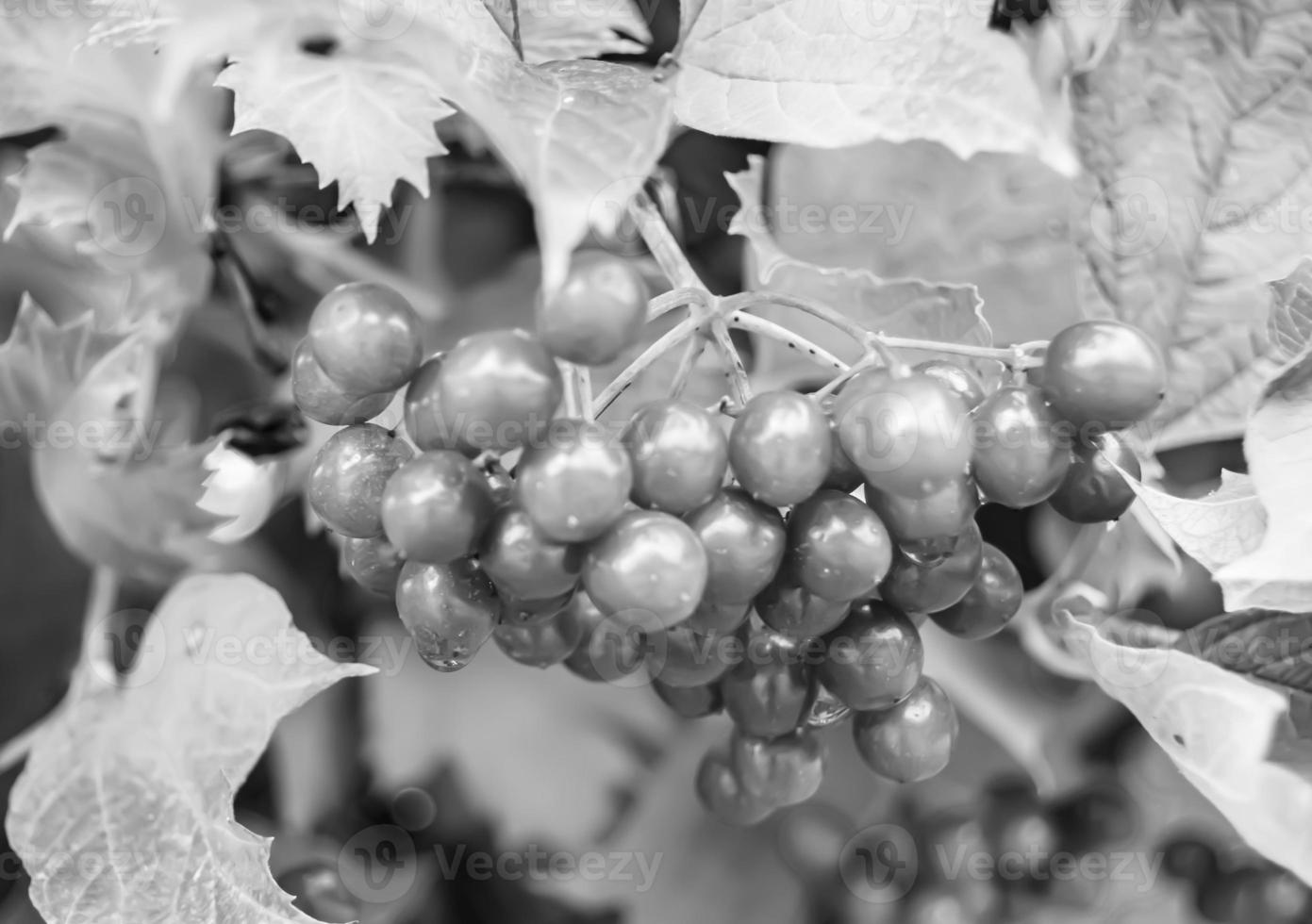 fotografía sobre el tema hermoso viburnum de bayas agrias foto