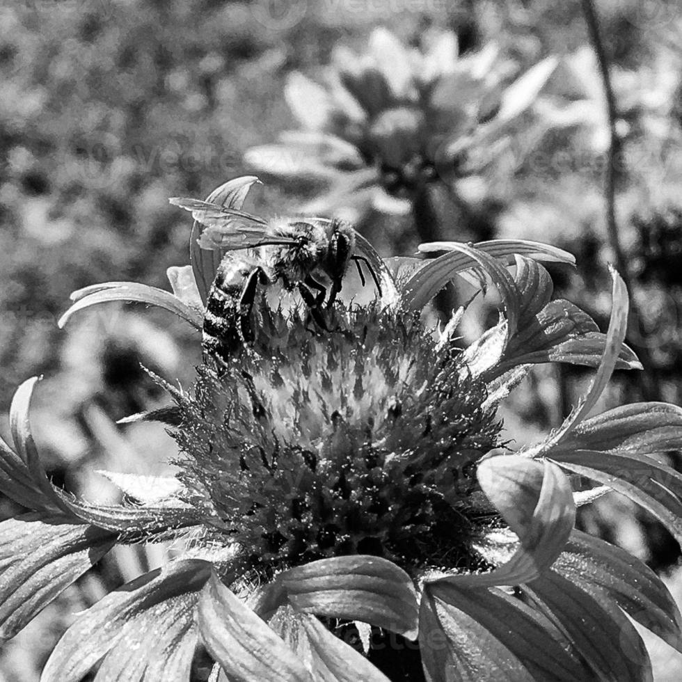 Winged bee slowly flies to the plant, collect nectar for honey photo