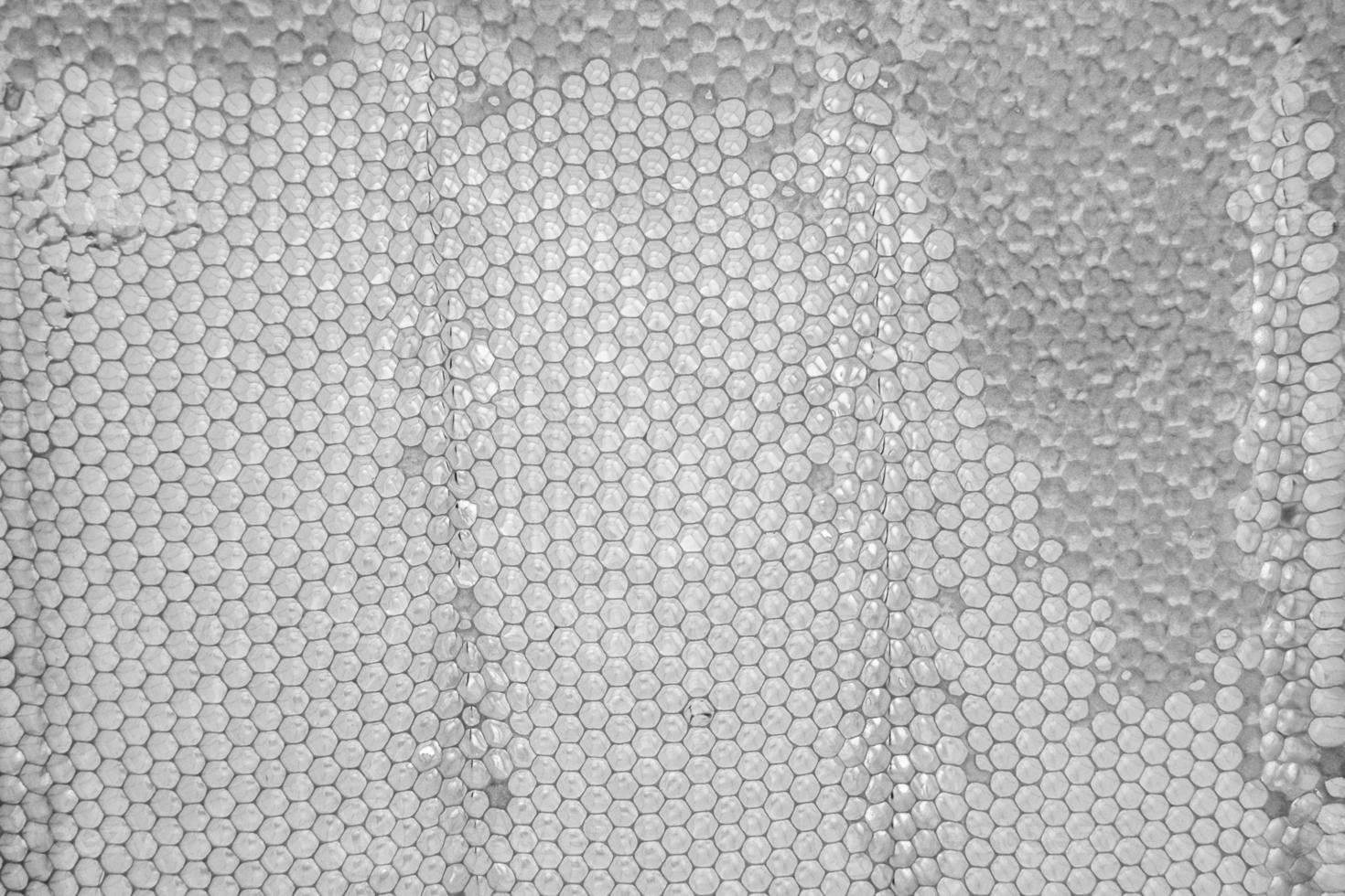 Honeycomb from bee hive filled with golden honey photo
