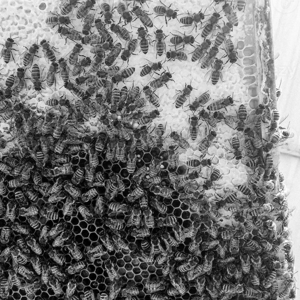 Abstract hexagon structure is honeycomb from bee hive photo