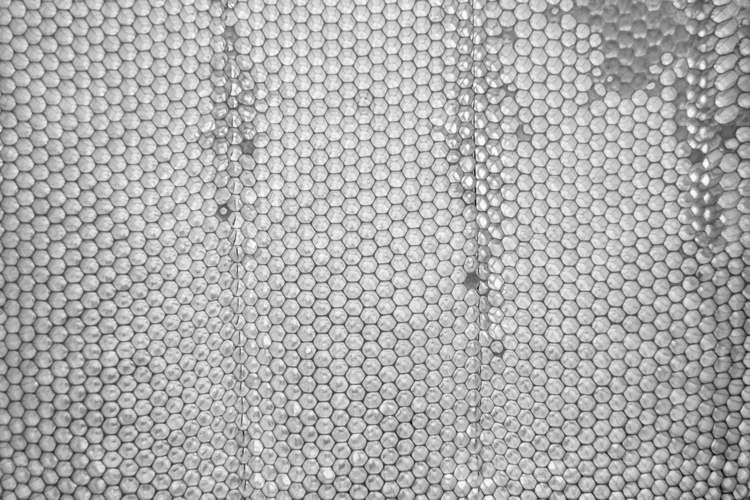 Honeycomb from bee hive filled with golden honey photo