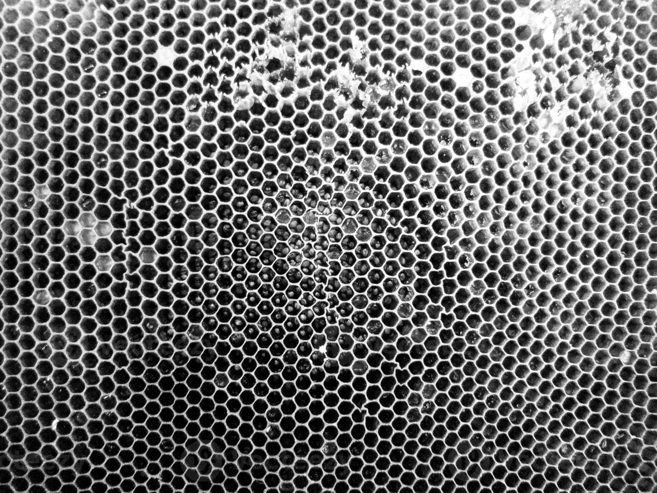 Abstract hexagon structure is honeycomb from bee hive photo