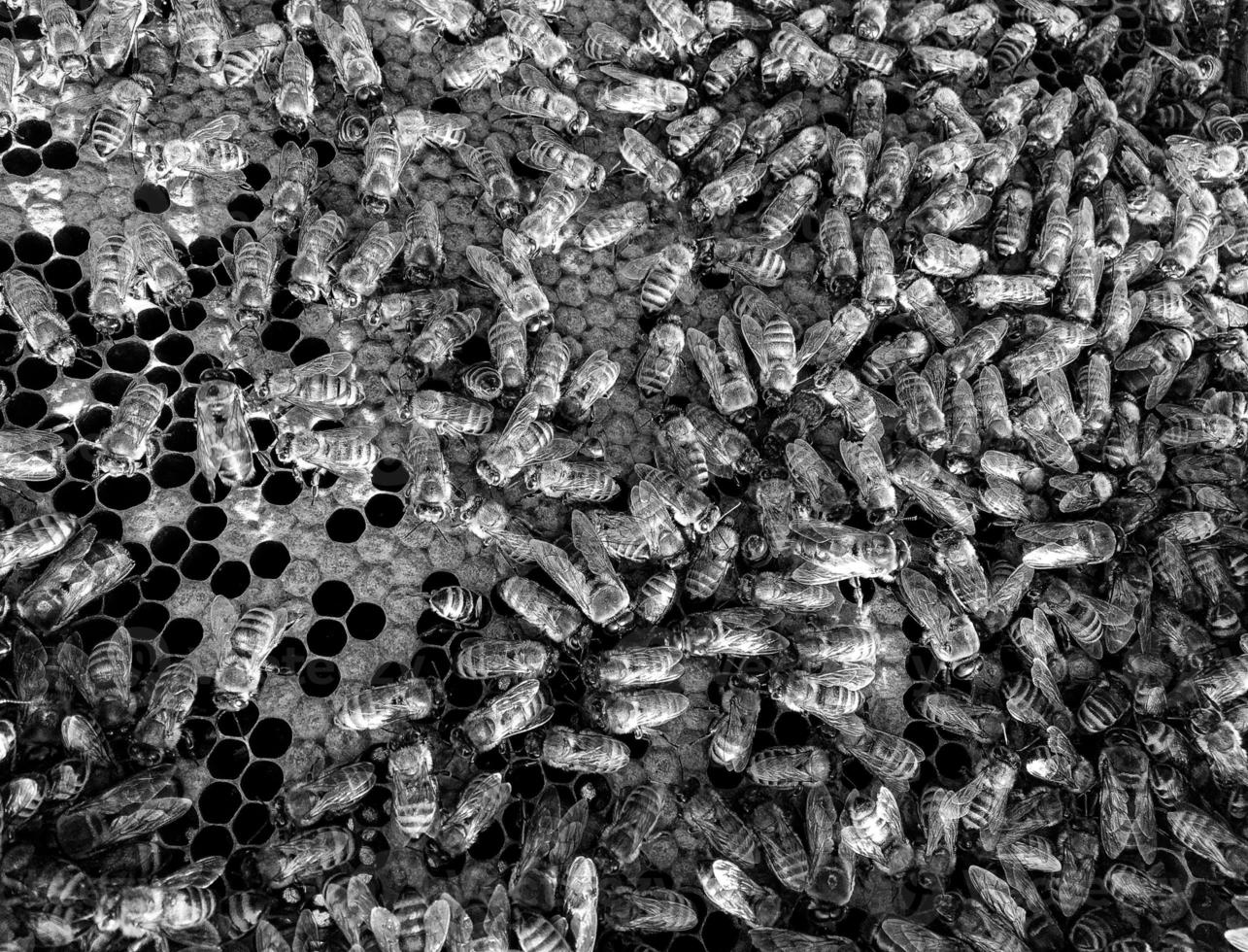 Abstract hexagon structure is honeycomb from bee hive photo