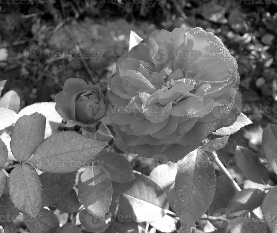Bouquet wildflowers prickly rose blooming in garden photo