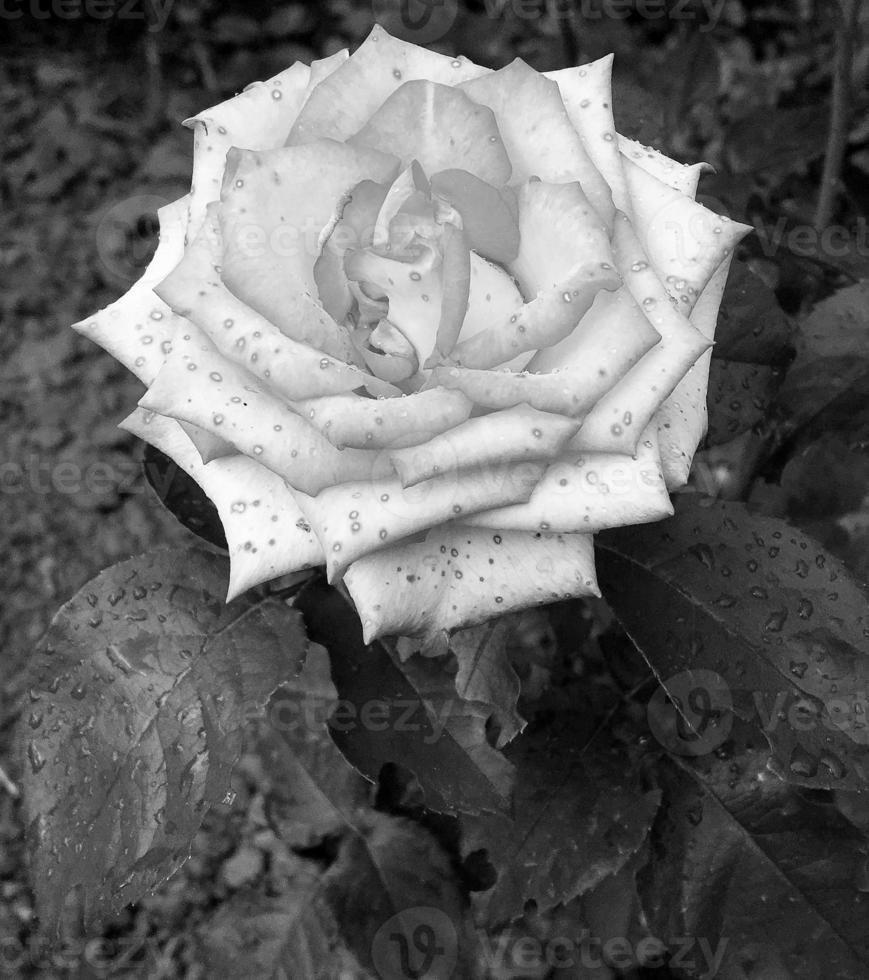 Bouquet wildflowers prickly rose blooming in garden photo