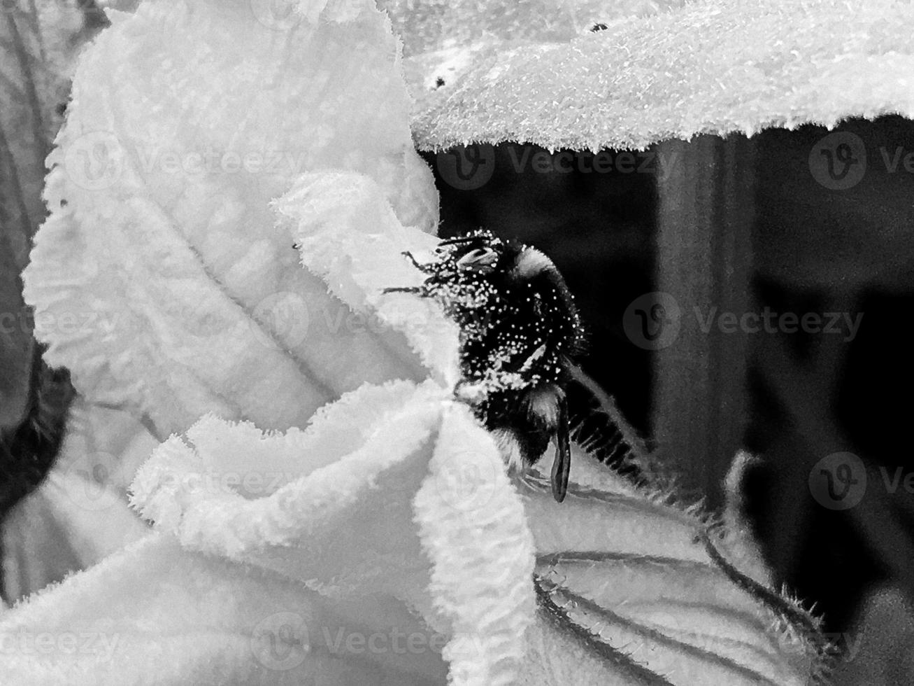 abeja alada vuela lentamente a la planta, recolecta néctar para miel foto