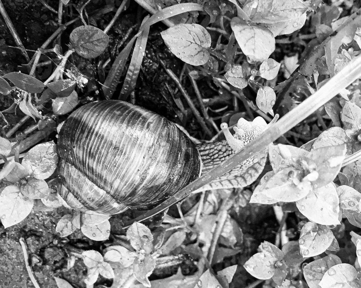 Big garden snail in shell crawling on wet road hurry home photo