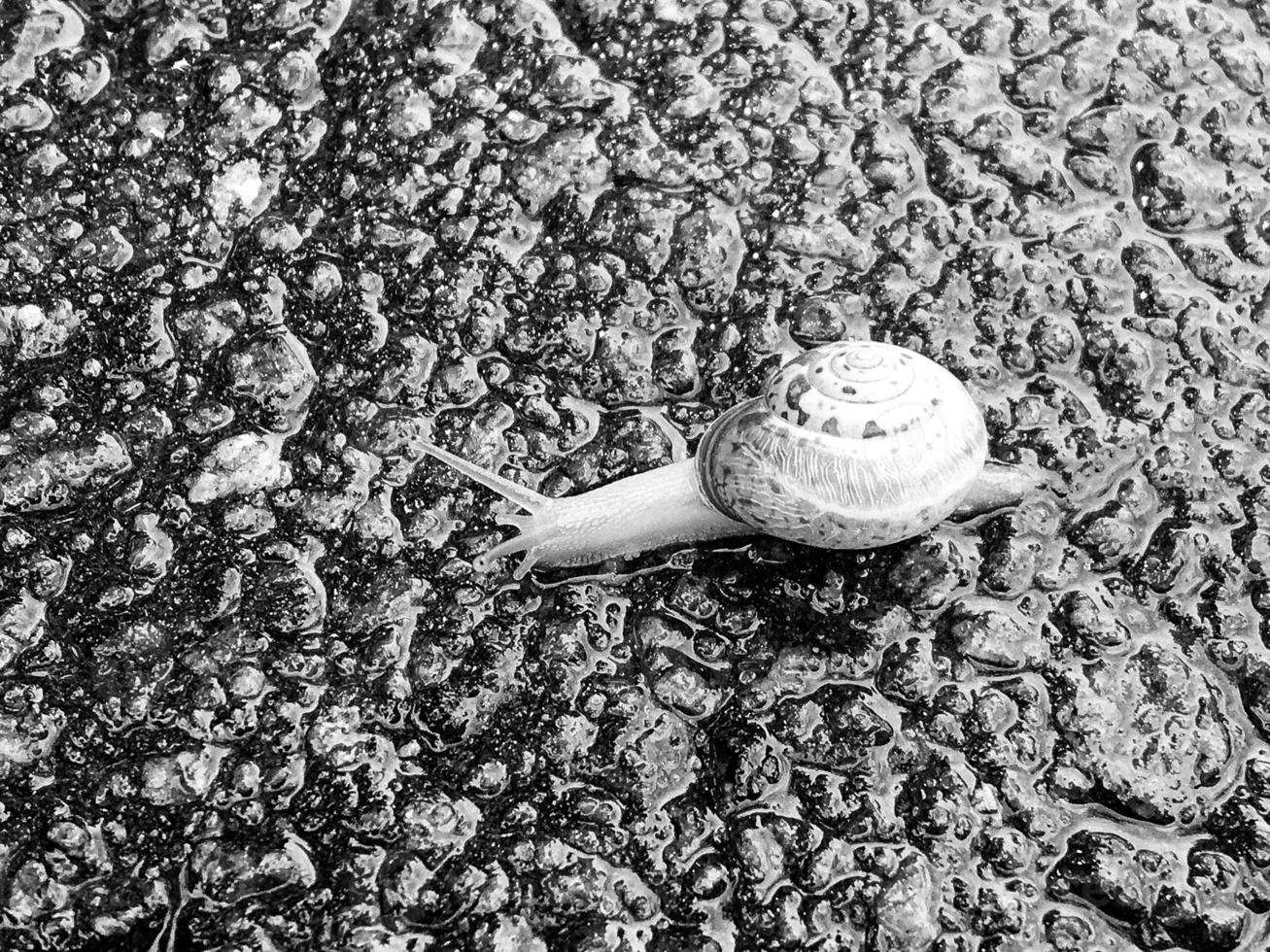 Big garden snail in shell crawling on wet road hurry home photo