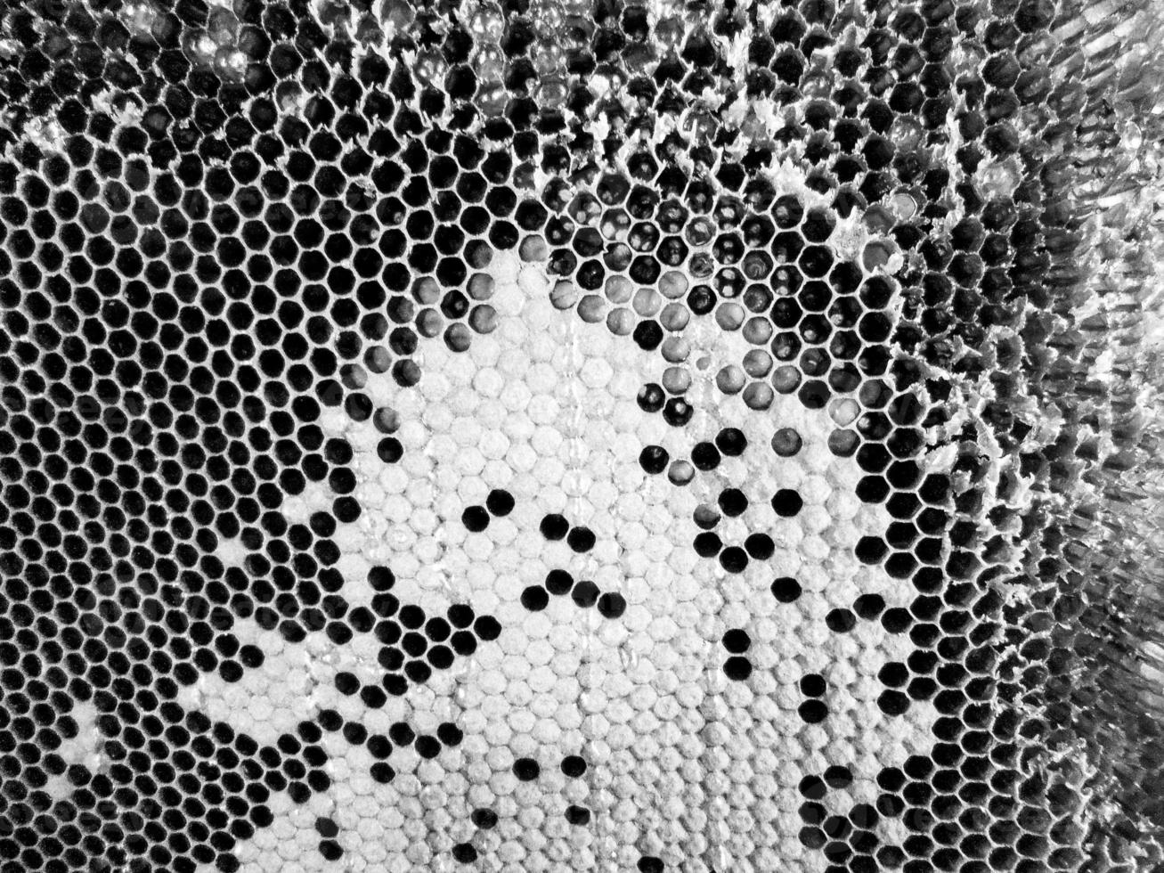 Drop of bee honey drip from hexagonal honeycombs photo