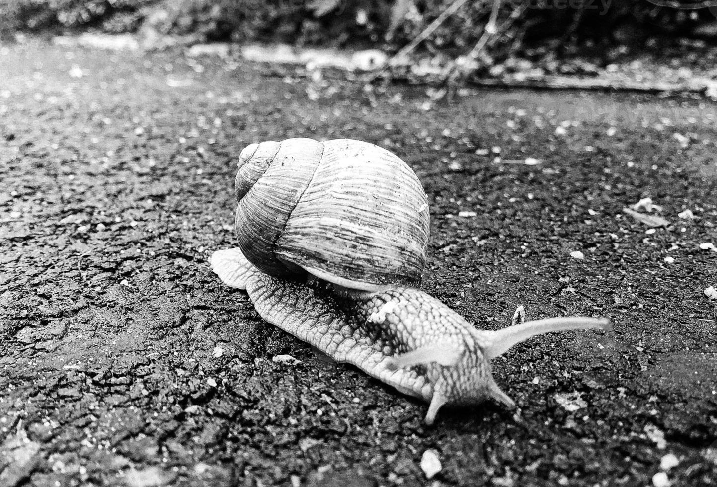 Big garden snail in shell crawling on wet road hurry home photo