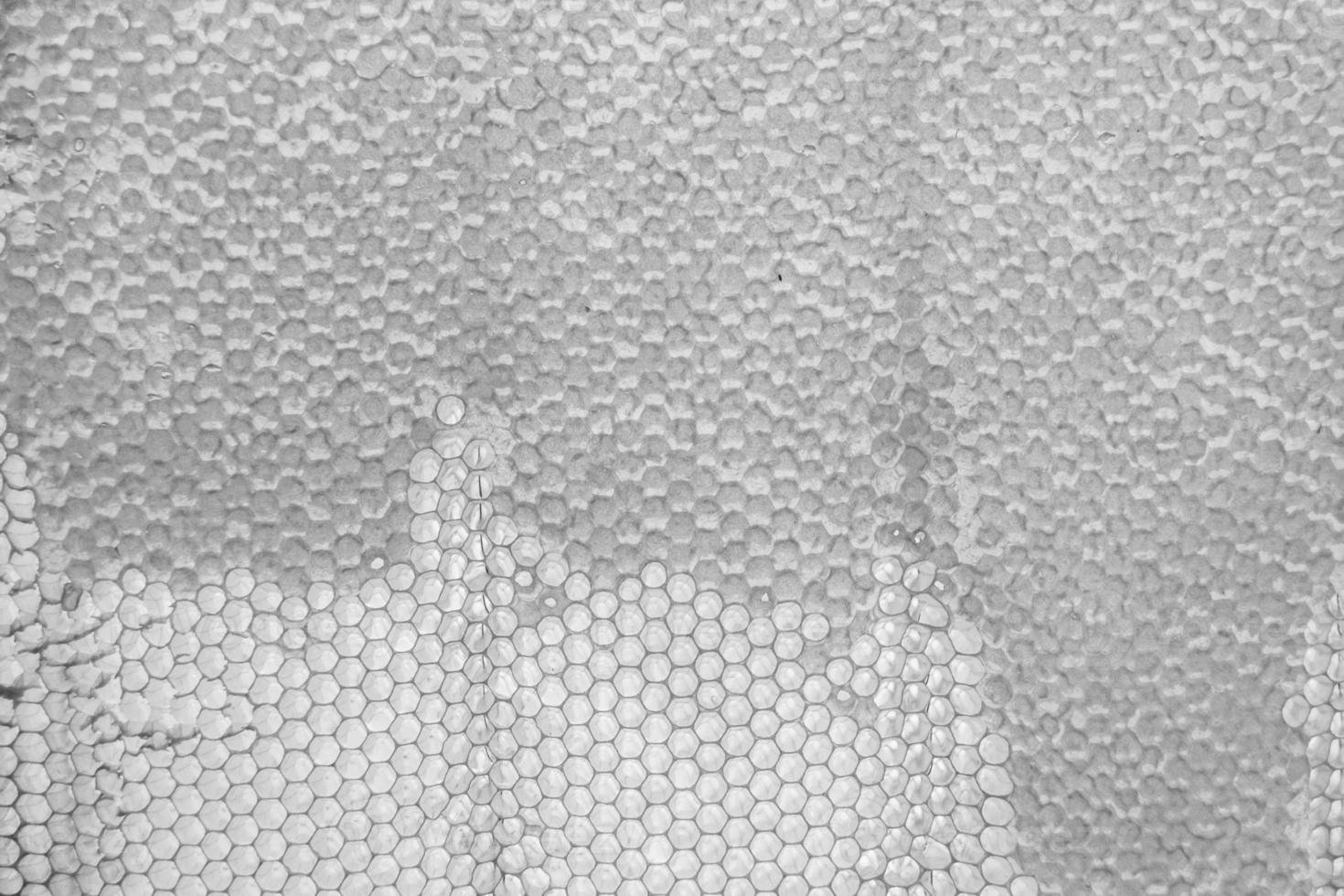 Honeycomb from bee hive filled with golden honey photo