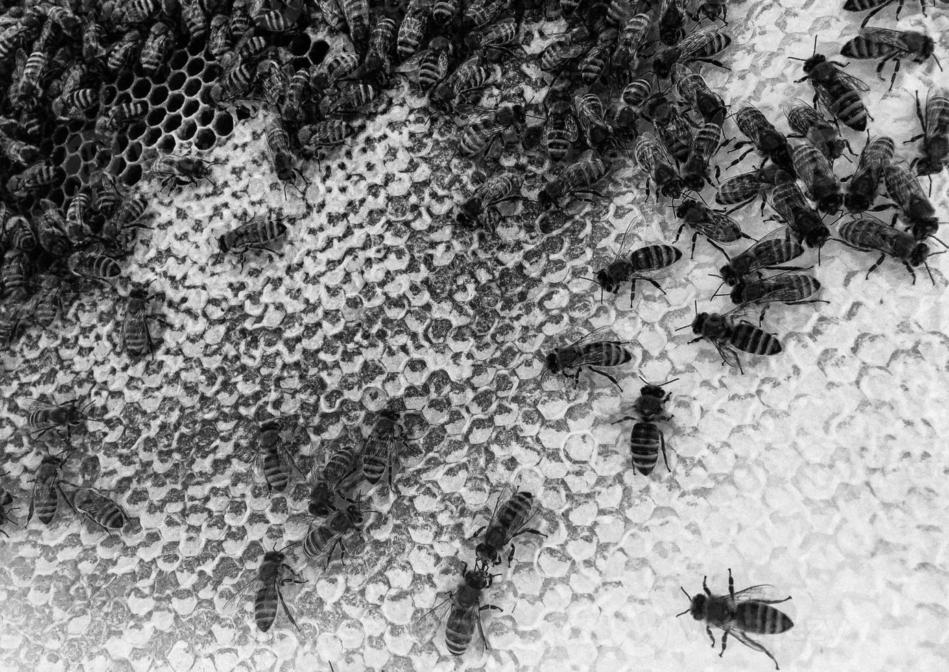 Abstract hexagon structure is honeycomb from bee hive photo